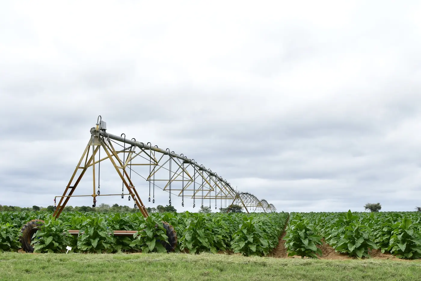 Centre pivot irrigation system operating over cultivated land